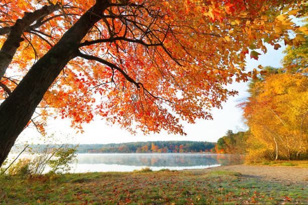 overview of fall foliage of Boston MA