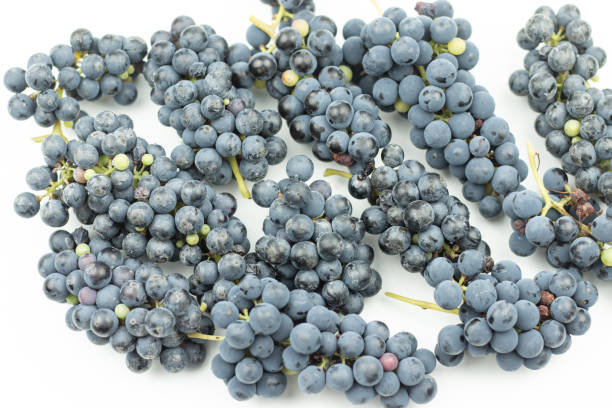 흰색 배경에 푸른 포도의 무리. 테이블에 와인 열매의 수확. 상단 보기 사진 - grape purple cabernet sauvignon grape fruit 뉴스 사진 이미지