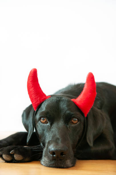 istock Black labrador retriever with a costume of a naughty devil on a white background 1343295059