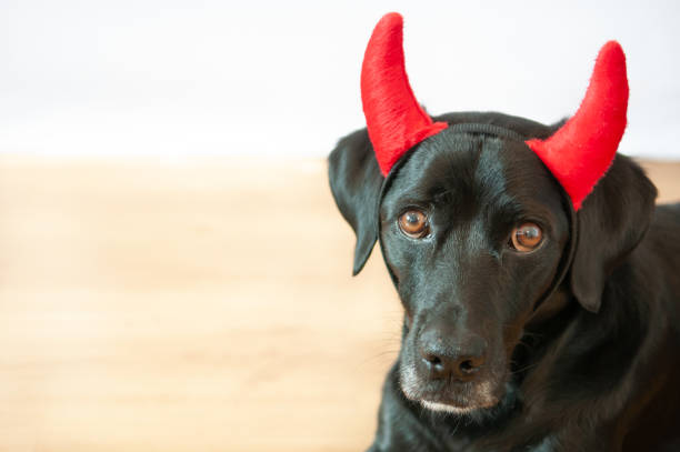 istock Black labrador retriever with a costume of a naughty devil on a white background 1343295073