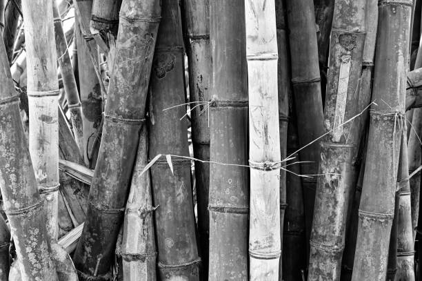 istock Black and white abstract tree trunk wood texture. Natural background. 1343295389