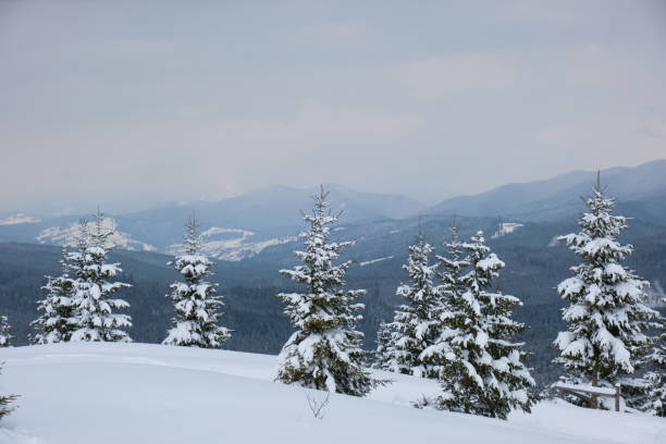 istock Moody landscape with pine trees covered with fresh fallen snow in winter mountain forest in cold gloomy evening. 1343297030