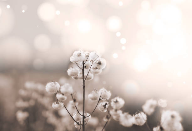 istock Boho style composition, light bright plants with bokeh background. Beige, white and cream colors 1343297160