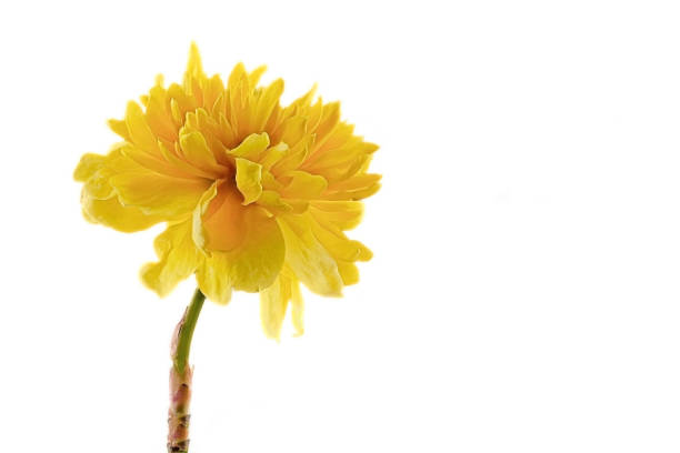 yellow ranunculus shrub - Kerria japonica - on white background