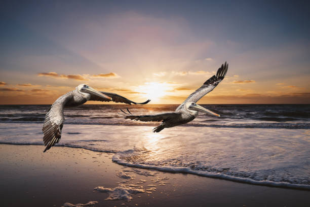 istock Two pelicans flying over a beach at sunset. 1343298695