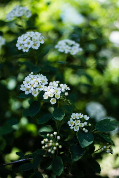 istock Shady side of the garden 1343299375