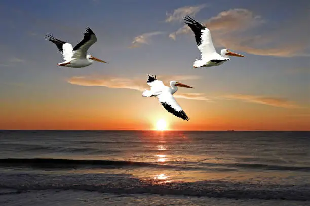 A group of pelicans flying over the ocean at sunset in the Gulf of Mexico.