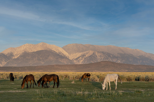 Mono Lake wild horses grazing in the morning in a meadow, with mountains in the background, California, USA, and cloudless blue-sky copy-space