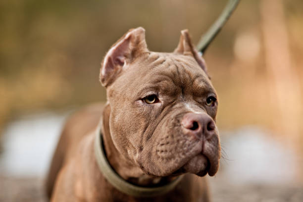 American Bully pet dog on location in nature American Bully pet dog on location in nature. american bully dog stock pictures, royalty-free photos & images