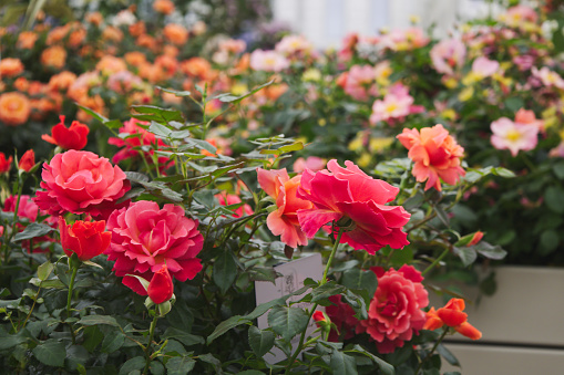 September 2021, RHS Chelsea Flower Show, London, England, UK - Flowers on display inside the Great Pavilion - red roses