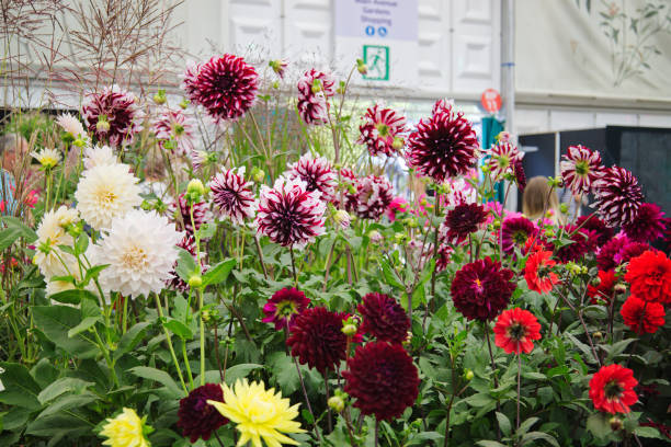 dalie in mostra al chelsea flower show, londra, regno unito - famiglia delle margherite foto e immagini stock