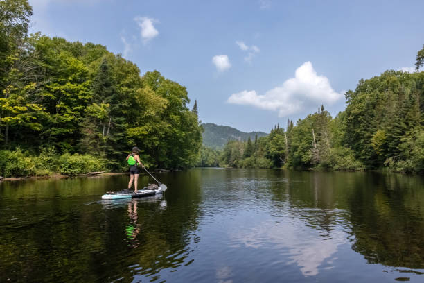 istock Woman Paddleboarding on the River in Summer 1343301262