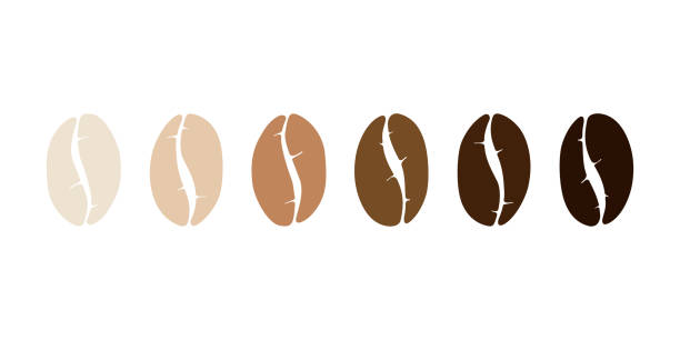 다양한 스테이지 커피 콩 세트를 구이. 빛, 중간, 어두운 곡물 로스트. 흰색 배경에 격리된 플랫 벡터 그림 - raw coffee bean stock illustrations