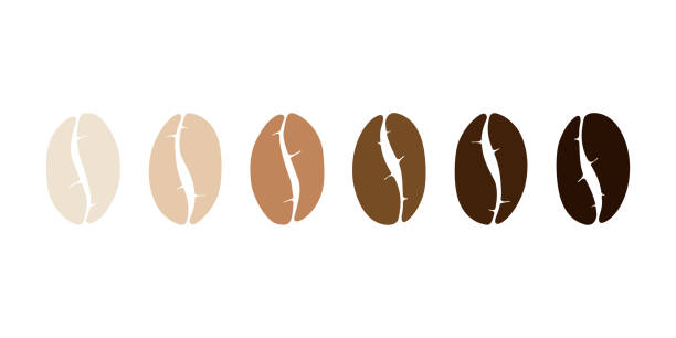 roasting various stages coffee bean set. light, medium, dark grain roast. flat vector illustration isolated on white background - kavrulmuş kahve çekirdekleri stock illustrations