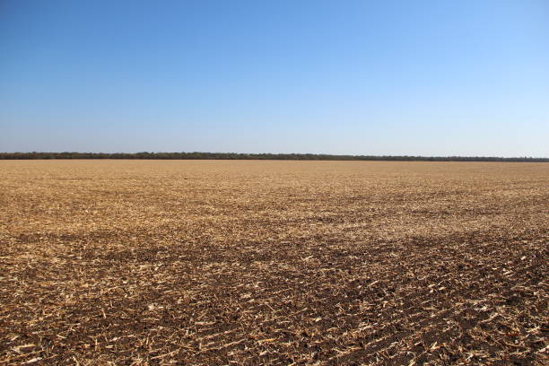 istock Plowed field with remnants of corn 1343302134