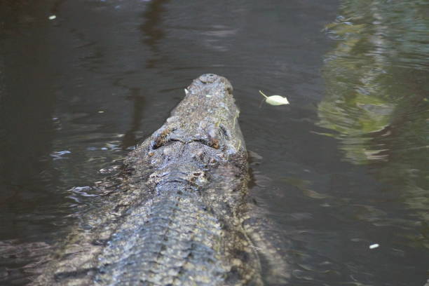 isolated crocodile swimming in brown water - crocodile alligator australia animal teeth imagens e fotografias de stock