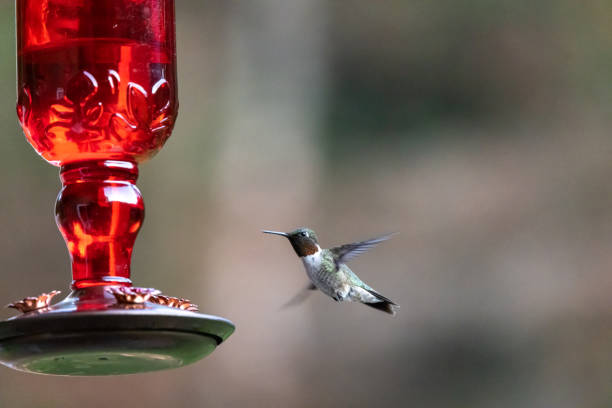 istock Hummingbird flying towards a bird feeder filled with nectar pollination 1343302674