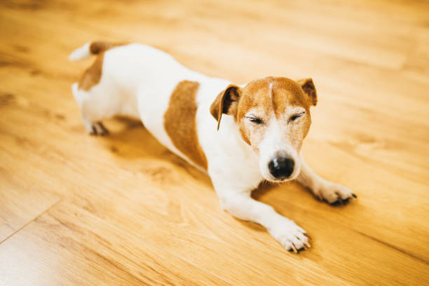 istock Jack Russell Terrier Lying and Squinting on the Parquet Floor 1343302685