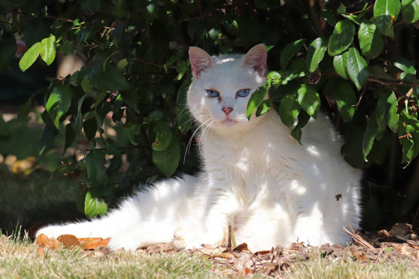 istock Chat domestique - Domestic cat (Felis silvestris catus). 1343302757