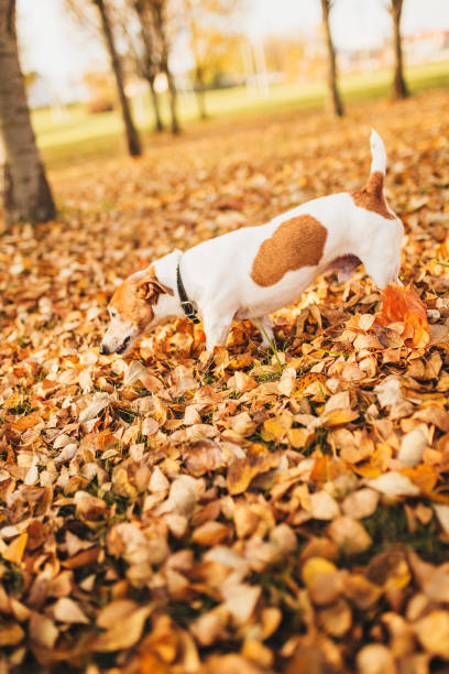 istock Cheerful cute jack russell terrier on a walk in the park sniffs leaves 1343302828