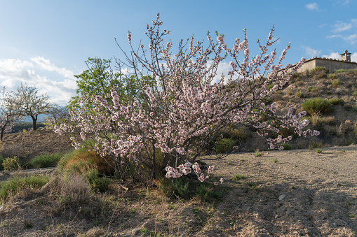 almond tree in bloom in southern Spain, the flowers are white and pink, there is grass and bushes, there is a country house, the sky has clouds