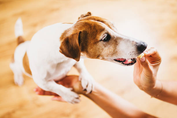 istock Jack Russell Terrier gets a treat from his hands for good behavior and compliance 1343304234