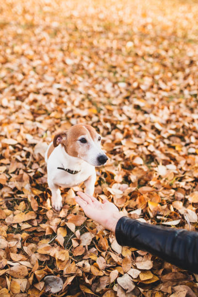 istock The owner of the Jack Russell Terrier asks him to execute the command 