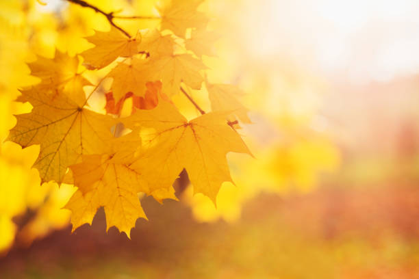 Red Japanese maple leaves background