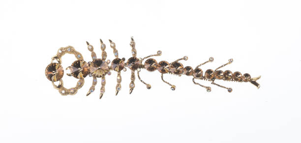 istock jewelry brooch Scolopendra isolated on white background 1343304352