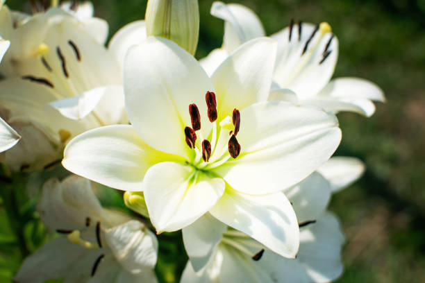 istock Beautiful white lily in a blooming garden. 1343304916