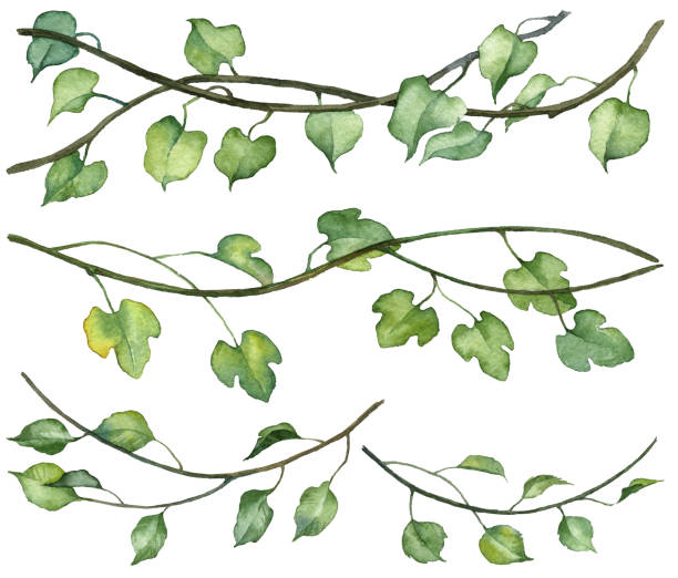 illustrations, cliparts, dessins animés et icônes de collection de brindilles de vigne à l’aquarelle avec des feuilles vertes. plantes réalistes peintes à la main isolées sur fond blanc. ensemble d’illustrations botaniques - climbing ivy