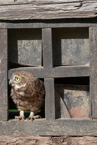 a little owl on the windows of an old abandoned house vertical shot - taly