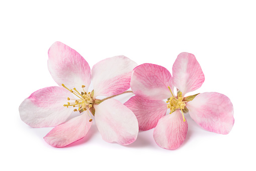 Apple Flowers  isolated on white background