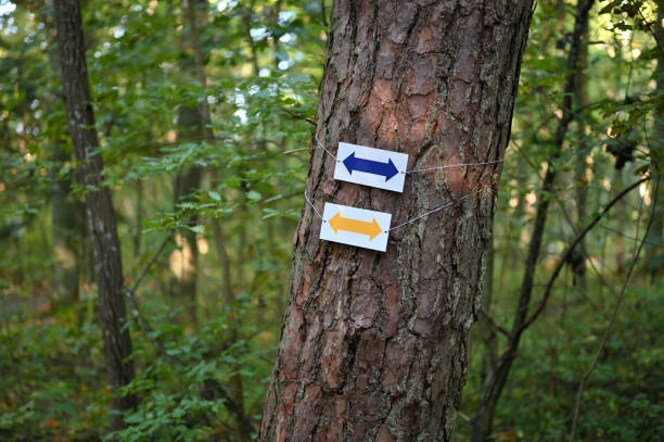 Color arrows, direction sign on the trail path. Forest park at Autumn