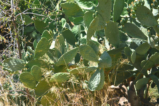 istock green cactus growing on mountain, close-up 1343306535