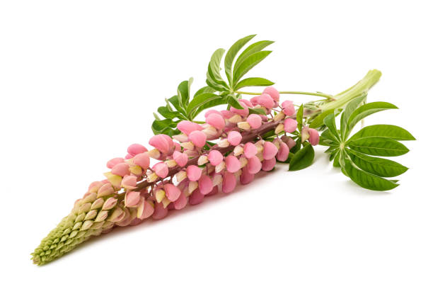 Pink lupin flower isolated on white background