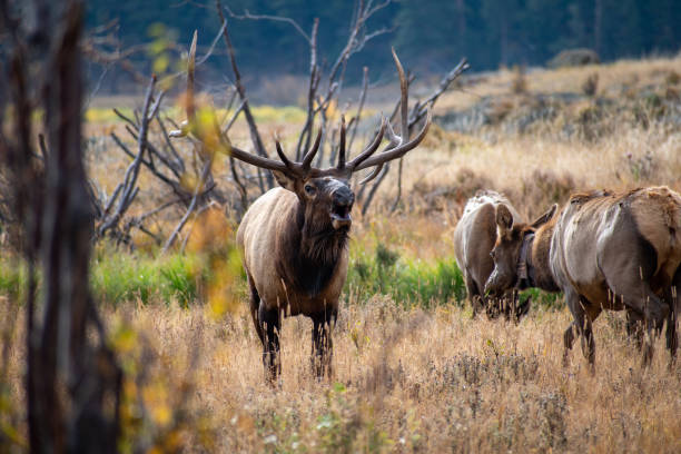 Bull Elk Bugling in the grass stock photo