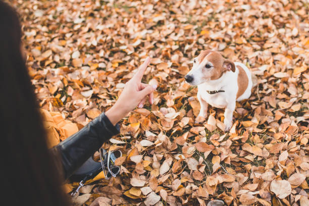 istock Obedient puppy Jack Russell Terrier is trained 1343306755