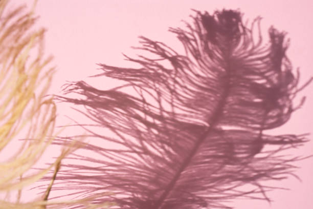 Shadow of an ostrich feather on a pink background. Top view, place for text. Shadow of an ostrich feather on a pink background. Top view, place for text. ostrich feather stock pictures, royalty-free photos & images