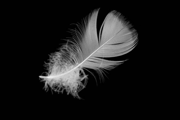istock white goose feather on a black isolated background 1343306886