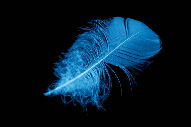 istock a blue goose feather on a black isolated background 1343307502