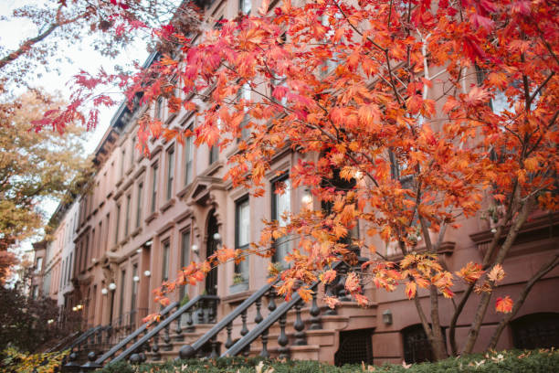 istock Fall leaves on a Brooklyn street 1343308035