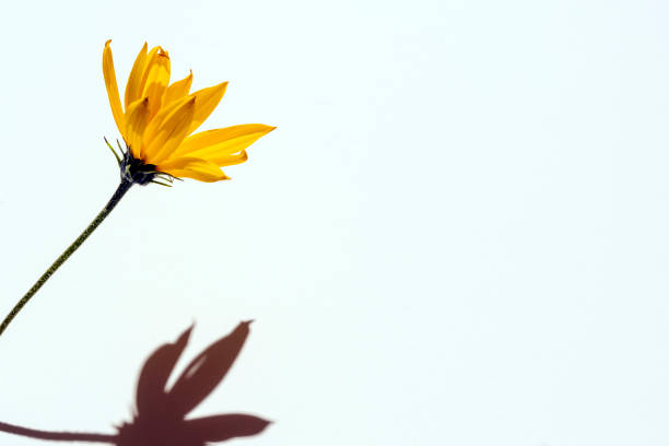 istock Yellow flower with a hard shadow on a white background, a place to copy, a place for text 1343308814