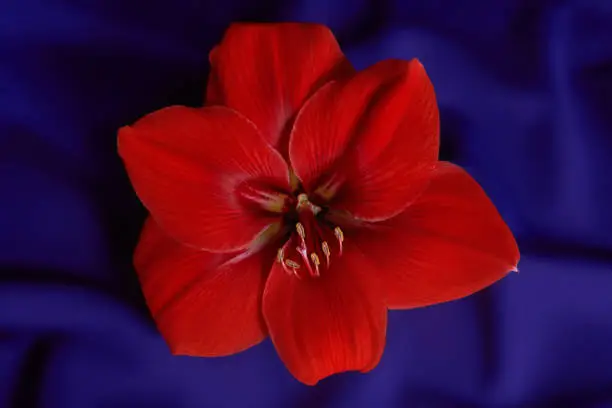 Photo of Red flower Amaryllis on dark blue folded fabric background.