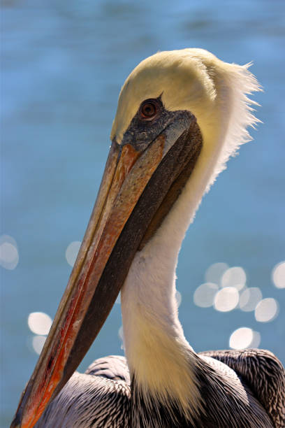 istock A close up of a pelican. 1343311175