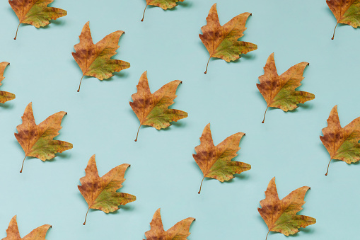 Autumn pattern with dry maple leaves on blue background.