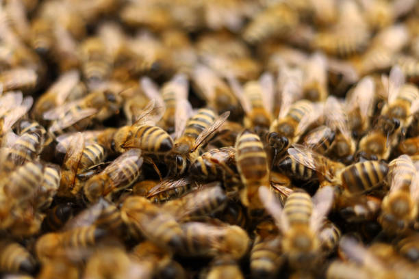 istock Lots of bees close-up. Bees on a frame in the hive. 1343312685