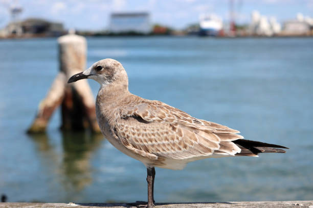 istock A seagull resting on the rail of a pier. 1343312739
