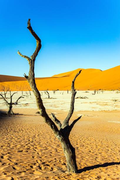 istock Sossusflei is a clay plateau 1343312795