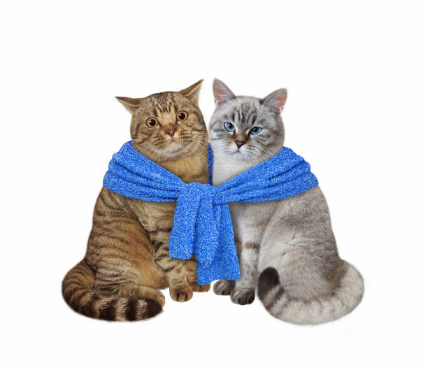 Two cute cats sleeping in bed
